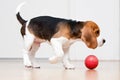 Dog playing with ball Royalty Free Stock Photo