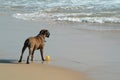 Dog playing the ball in beach Royalty Free Stock Photo