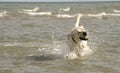 Dog playing with ball at the beach Royalty Free Stock Photo