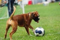 dog playing with ball