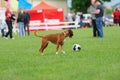 dog playing with ball