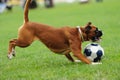 dog playing with ball on a green grass