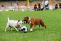 dog playing with ball