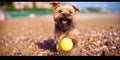 A dog playing with a ball on a sandy beach washed by affectionate waves of the Royalty Free Stock Photo