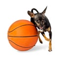 Dog playing ball - Toy terrier dog Royalty Free Stock Photo