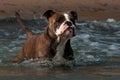 A dog playing and bathing on a wavy sandy beach