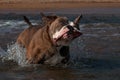 A dog playing and bathing on a wavy sandy beach, and shaking water from the head