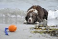 Dog playing at the beach Royalty Free Stock Photo