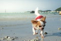 Dog playing on the beach