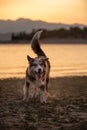 Dog playing at the beach, sunset, mountain lake. Cheerful border collie runs forward in sand Royalty Free Stock Photo