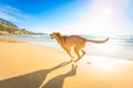 Dog playing at the beach Royalty Free Stock Photo