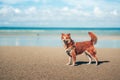 Dog playing on the beach water. dog, pet, family concept