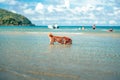 Dog playing on the beach water. dog, pet, family concept Royalty Free Stock Photo