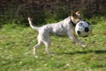 dog is playing with a big ball Royalty Free Stock Photo