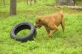 dog playing with a car tire Royalty Free Stock Photo