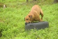 dog playing with a car tire Royalty Free Stock Photo