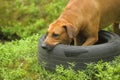 dog playing with a car tire Royalty Free Stock Photo