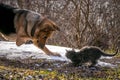 A dog is playing with a cat on a snowy lawn