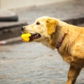 Dog chewing toy yellow rubber duck Royalty Free Stock Photo