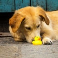 Dog chewing toy yellow rubber duck Royalty Free Stock Photo