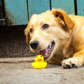 Dog chewing toy yellow rubber duck Royalty Free Stock Photo
