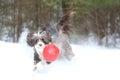 A Dog Playing Fetch with a Big Red Ball in the Snow