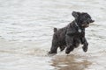 Dog playing fetch in water Royalty Free Stock Photo