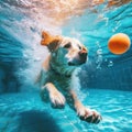 dog playing and fetching the ball from under the water