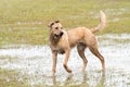 Dog playing in a flooded dogpark