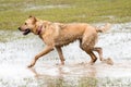 Dog playing in a flooded dogpark