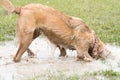 Dog playing in a flooded dogpark