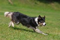 Dog playing in flying disk Royalty Free Stock Photo