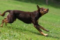 Dog playing in flying disk Royalty Free Stock Photo