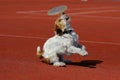 Dog playing in flying disk Royalty Free Stock Photo