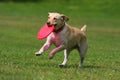 Dog playing in flying disk