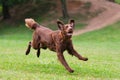 Dog playing in flying disk Royalty Free Stock Photo