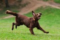 Dog playing in flying disk