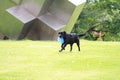 Dog playing in flying disk Royalty Free Stock Photo