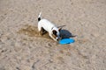 Dog playing with flying disk at sea beach Royalty Free Stock Photo