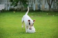 Dog playing football.