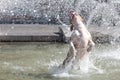 Dog playing in fountain