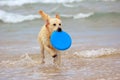 Dog playing with frisbee Royalty Free Stock Photo