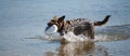 Dog playing frisbee on the beach, german shepherd playing frisbee on the beach, dog on the beach Royalty Free Stock Photo