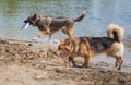 Dog playing frisbee on the beach, german shepherd playing frisbee on the beach, dog on the beach Royalty Free Stock Photo