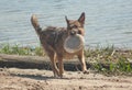 Dog playing frisbee on the beach, german shepherd playing frisbee on the beach, dog on the beach Royalty Free Stock Photo