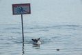 Dog playing frisbee on the beach, german shepherd playing frisbee on the beach, dog on the beach Royalty Free Stock Photo