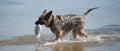 Dog playing frisbee on the beach, german shepherd playing frisbee on the beach, dog on the beach Royalty Free Stock Photo