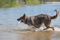 Dog playing frisbee on the beach, german shepherd playing frisbee on the beach, dog on the beach Royalty Free Stock Photo