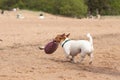 dog playing frisbee on the beach, Jack Russell Terrier Royalty Free Stock Photo