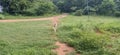 Dog playing garden area park Royalty Free Stock Photo